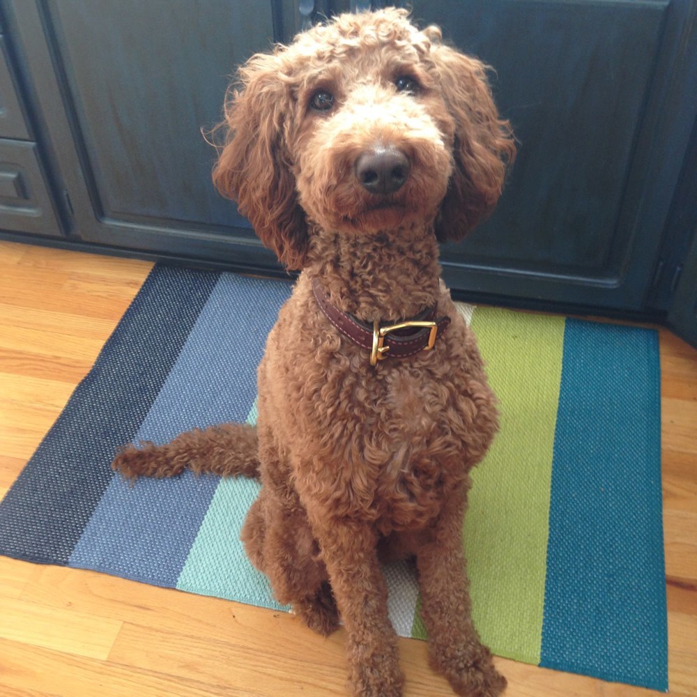 Red Poodle
